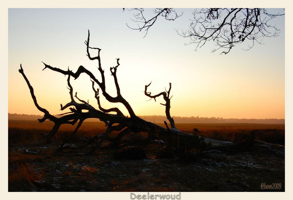 Deelerwoud