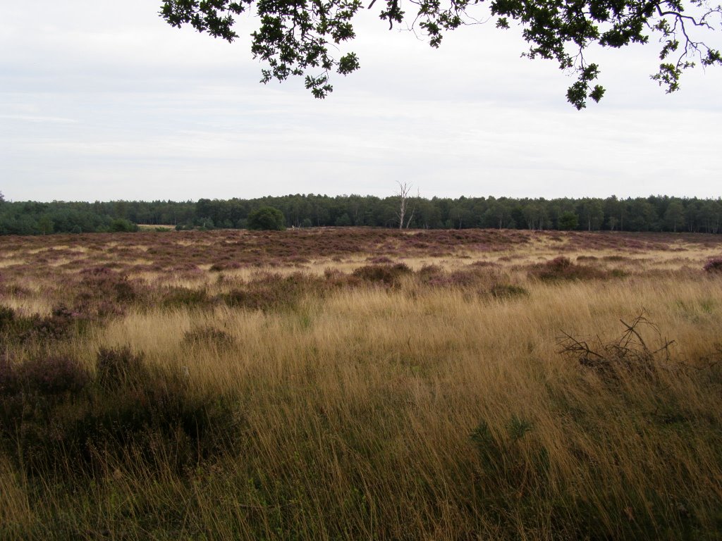 Deelerwoud (Kleine Heide)