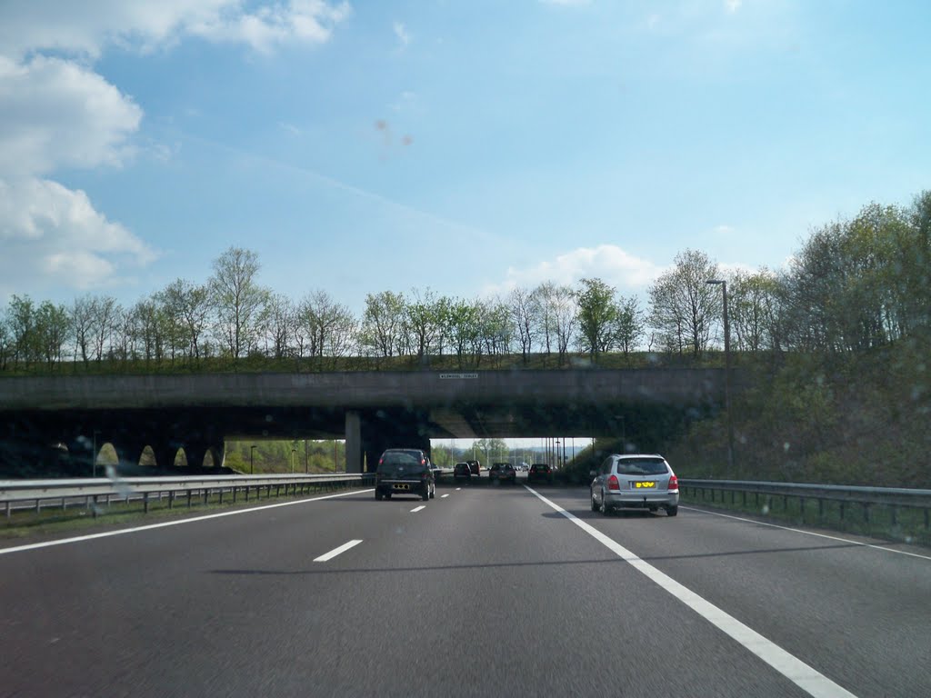 wildwissel "Terlet"