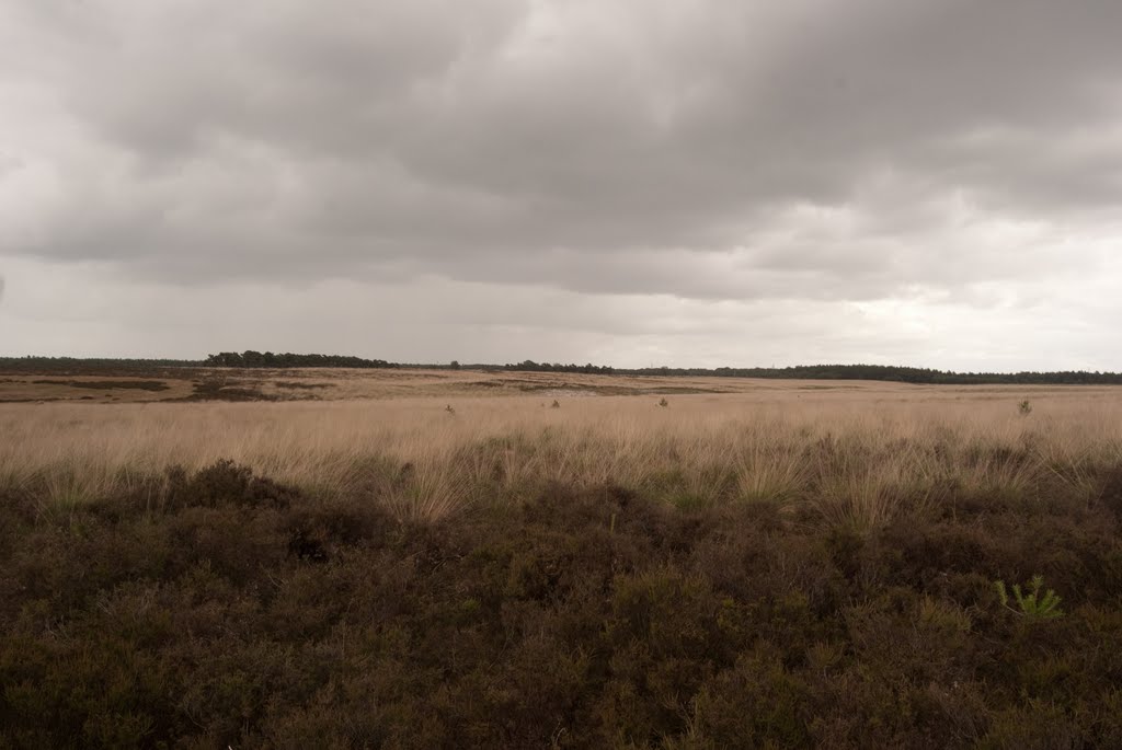 Kleine Heide, Deelerwoud