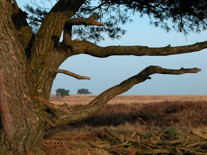 Terletsche heide
