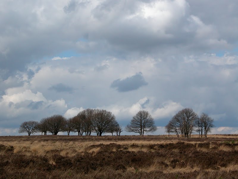 Bomengroep op de Terletsche heide