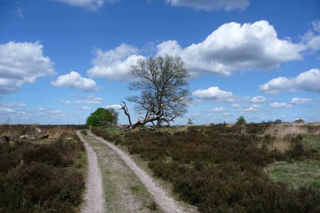 struggle for life and death overview at Deelerwoud, see also detailed shots: Deelerwoud