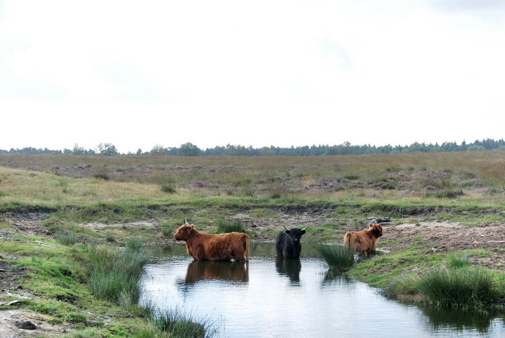 Young "Scottisch Cows"defending their pond at Deelerwoud Arnhem