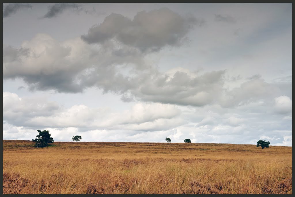 Terletsche Heide