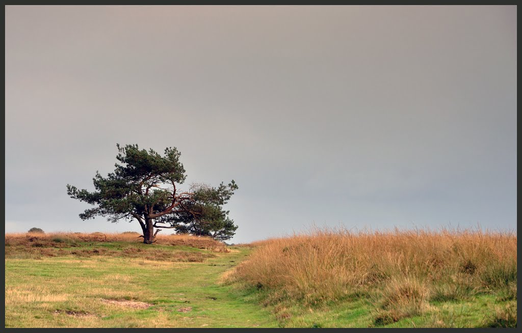 Terletsche Heide