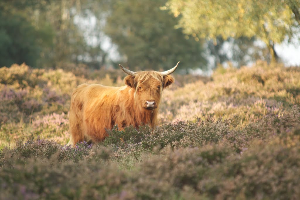 Schotse Hooglander op de heide bij Terlet