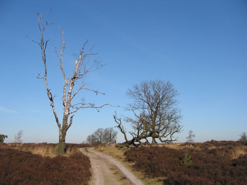 Dode bomen in natuurgebied Deelerwoud