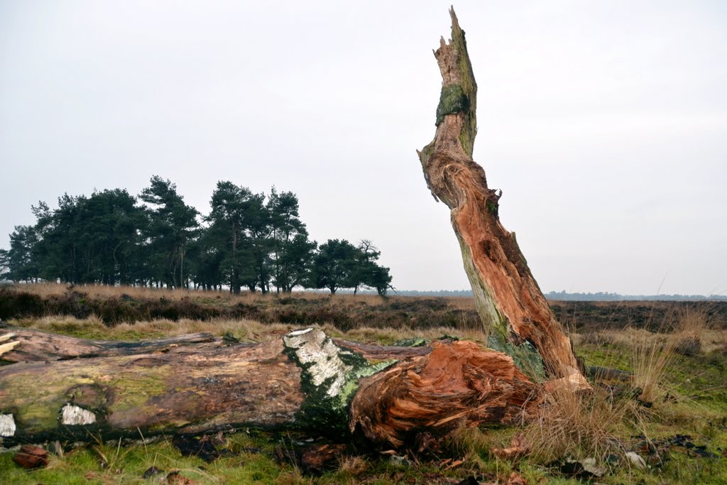 Deelerwoud 25/1/2012: After a storm this birch was broken down. Typical example of Brown rot caused by mushrooms that demolished the wood structure complete!