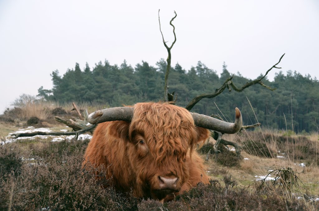 Teenager "Scottisch cow"at Deelerwoud isnt afraid at all! Perhaps he knows the photografer!!