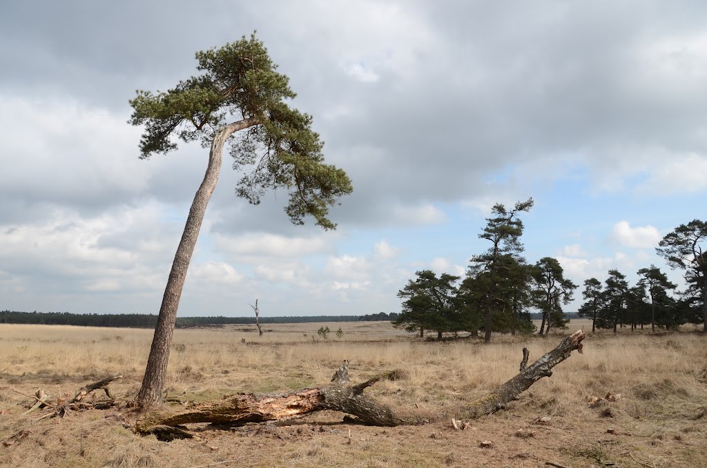 The eternal struggle between life and death at Deelerwoud