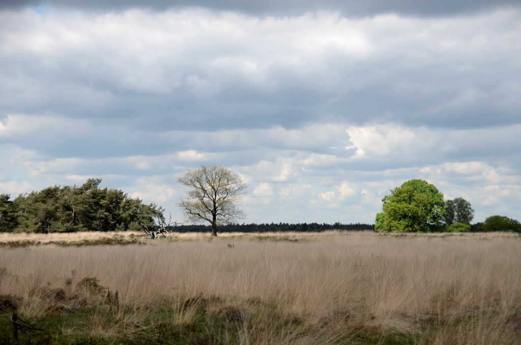Fine views at Deelerwoud in springtime with fantastic walking possibilities!