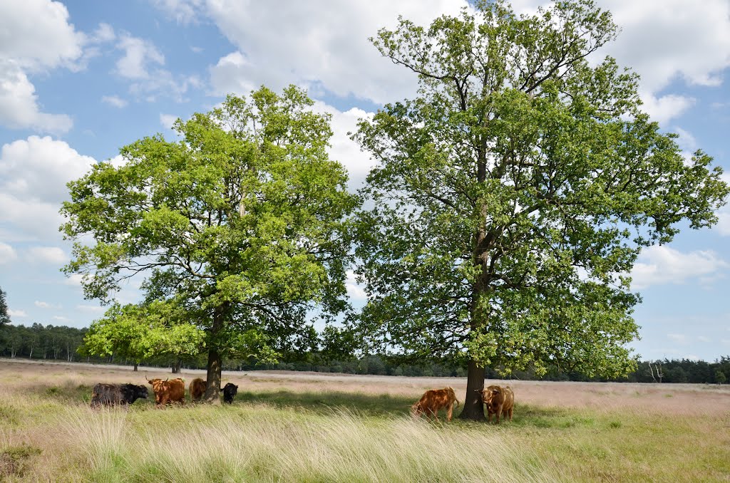 The Scottisch cows are not used to sunshine and hot temperatures. They stay in the shadow of the trees at Deelerwoud