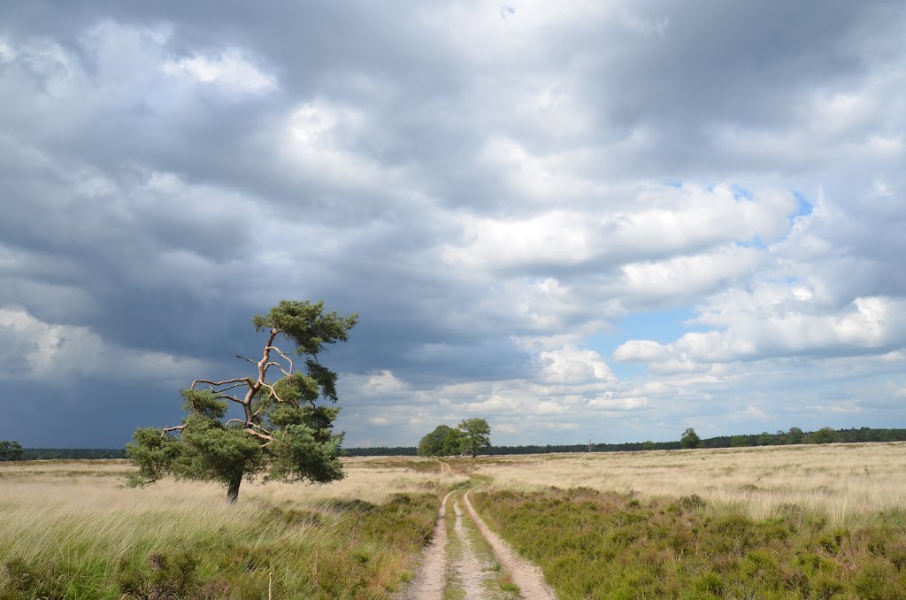 Sun and dark clouds over Deelerwoud gives fantastic views when walking! Sunday 1 July 2012