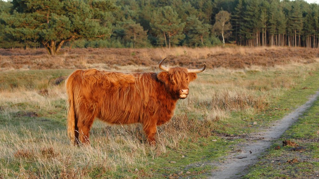 Schotse Hooglander