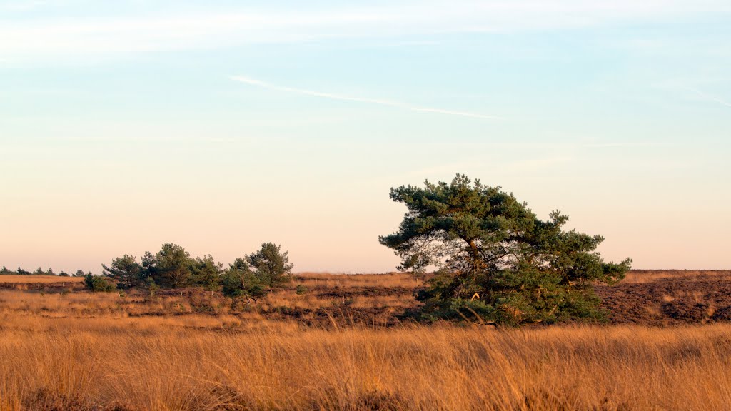Terletseheide laat in de middag