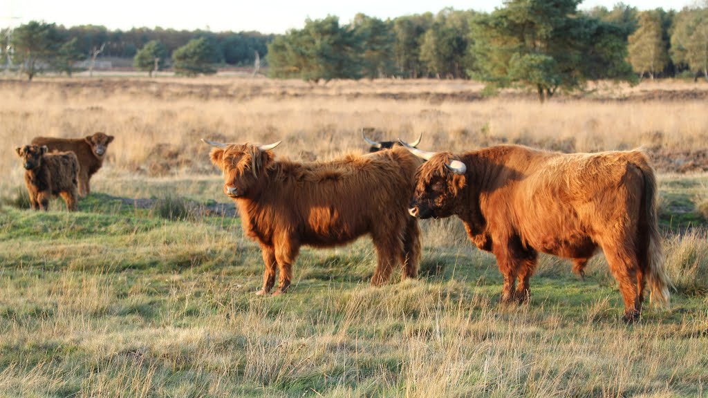 Terletseheide: Schotse Hooglanders