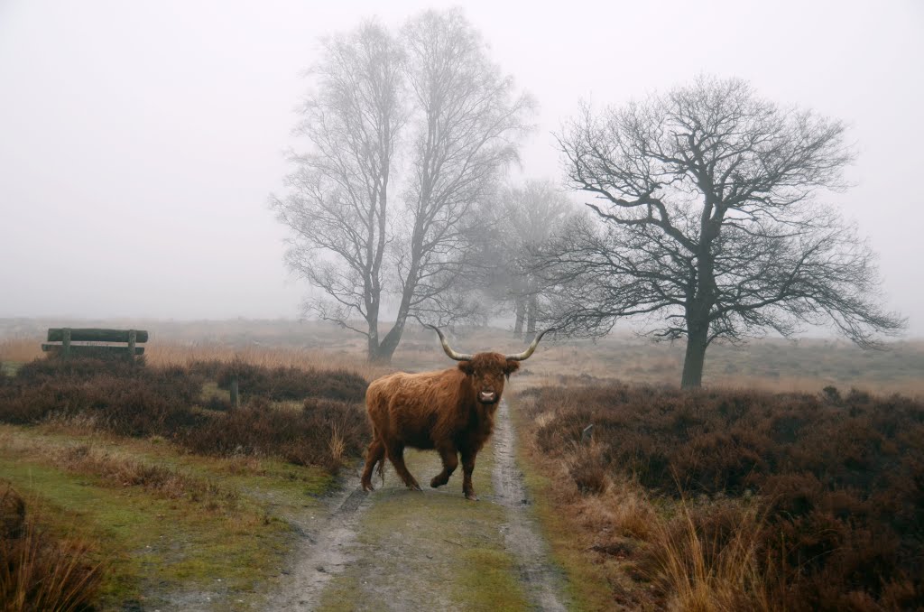 Even in the fog you can always spot lots of animals at Deelerwoud Park