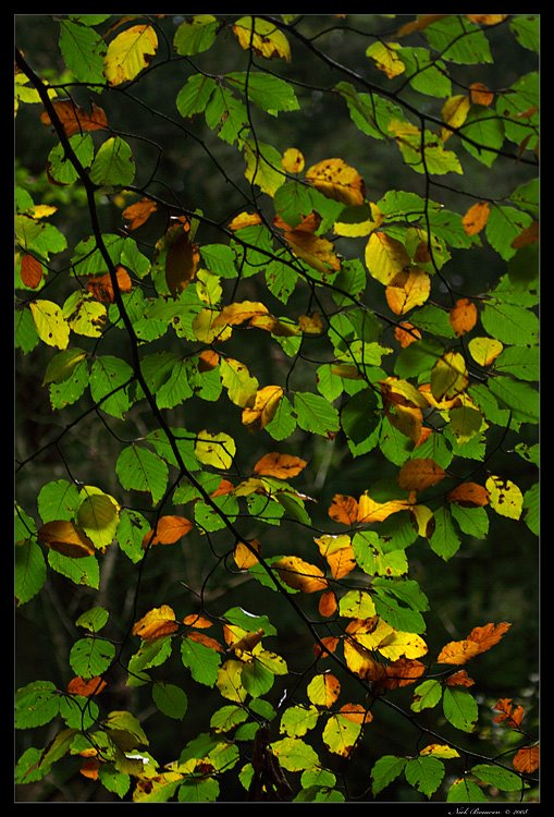 Autumn Leaves