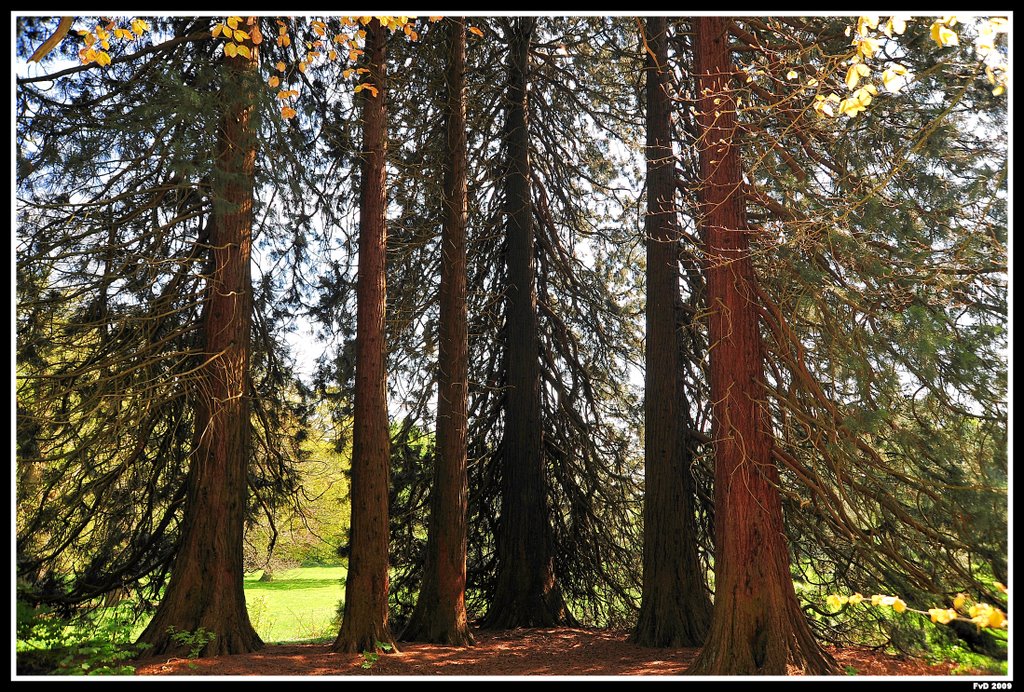 Mammoetbomen (Sequoiadendron giganteum)