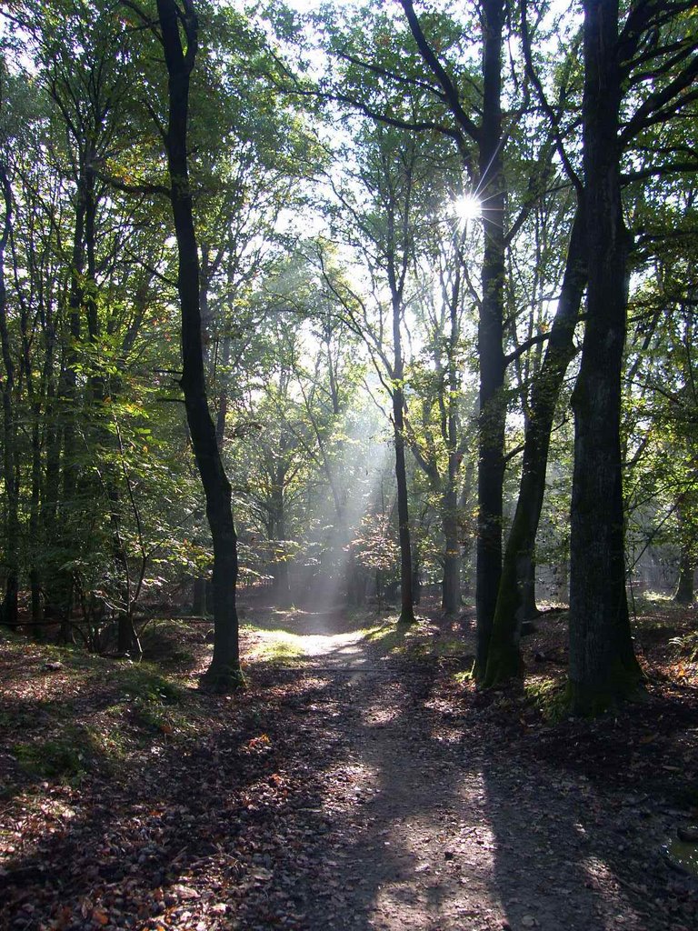 Natuurpark de Posbank bij Velp/Anrhem