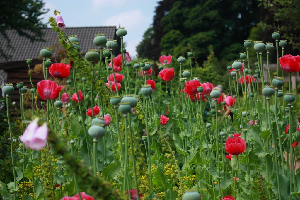 IVN tuin Bezoekerscentrum Rheden