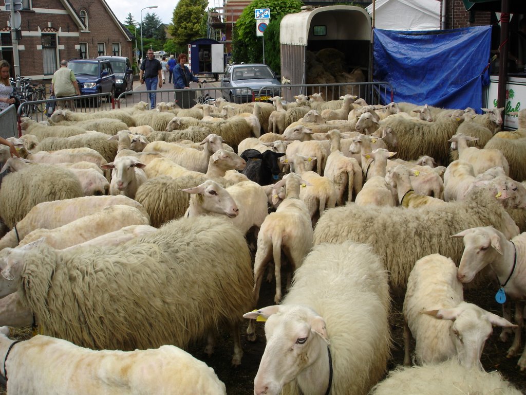 schaapscheerdersfeest Rheden