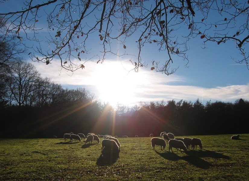 Veluwe