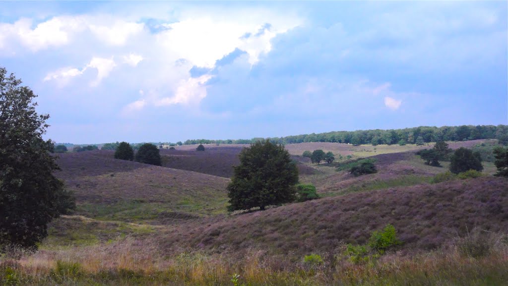 Fields ful of Heath / Felder voller Heide