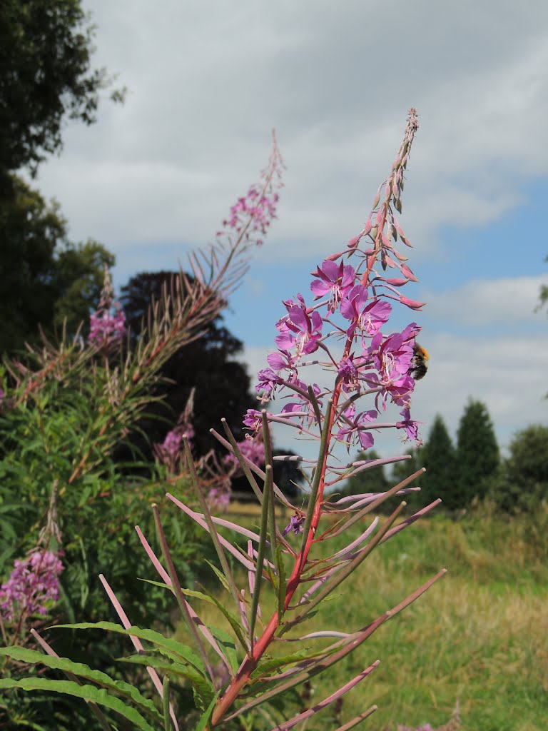 Chamerion angustifolium (WILGEROOSJE)