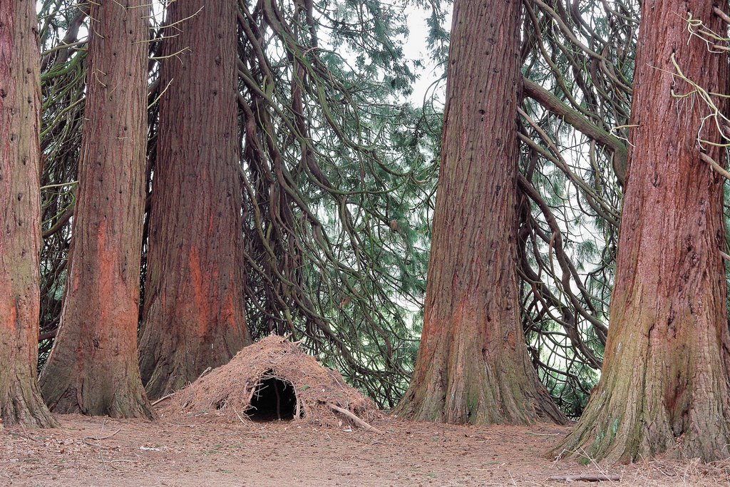 Mammoetbomen (Sequoiadendron giganteum)