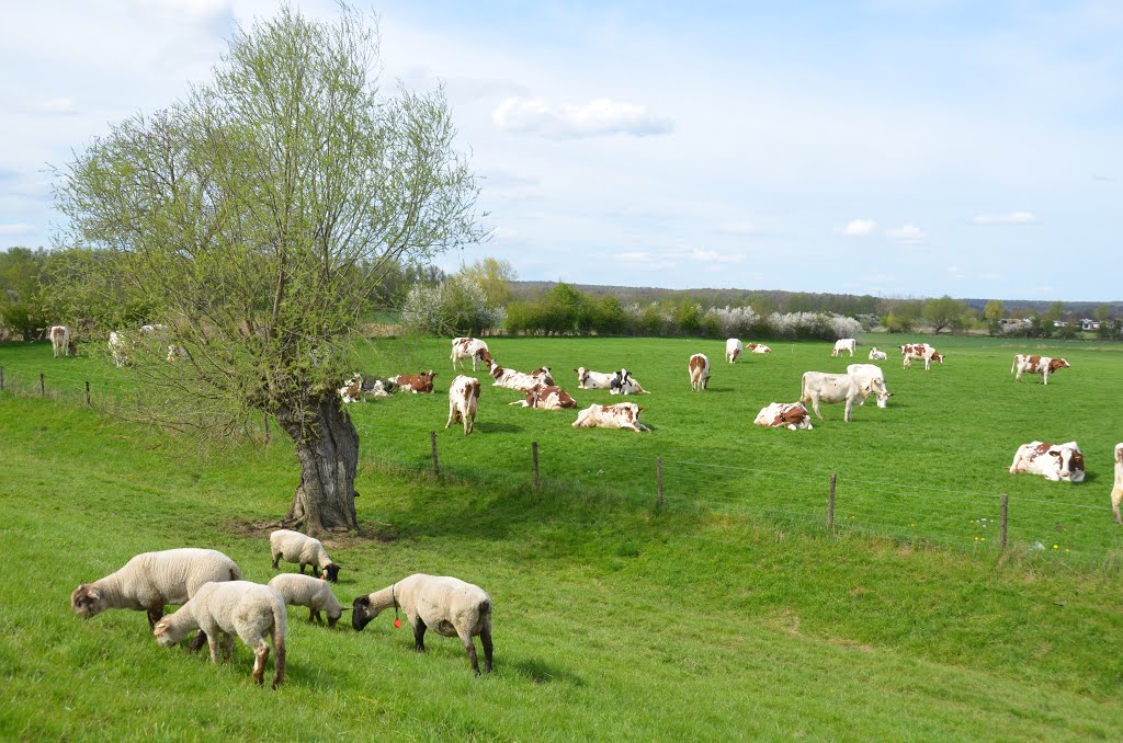Young life at the river foreland near Lathum along the IJssel