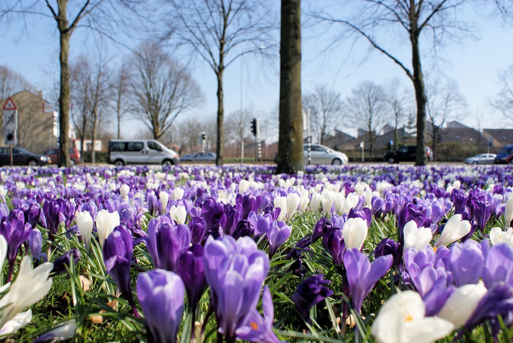 Venlo - Spring / Lente