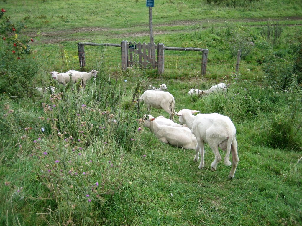 Schaapjes op de dijk, Venlo