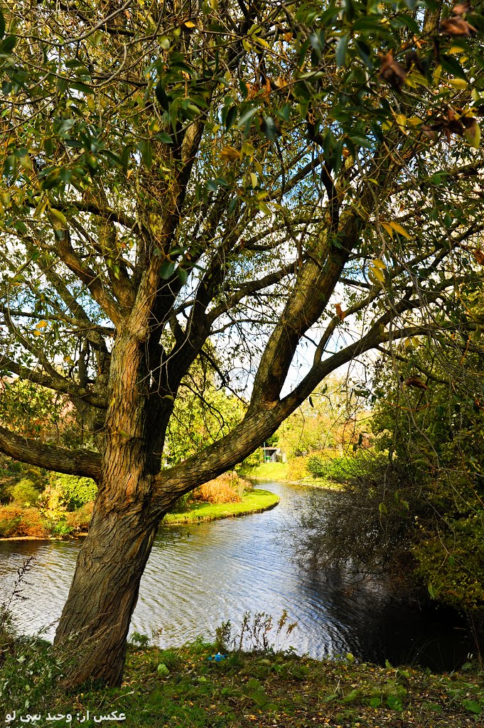tree & river
