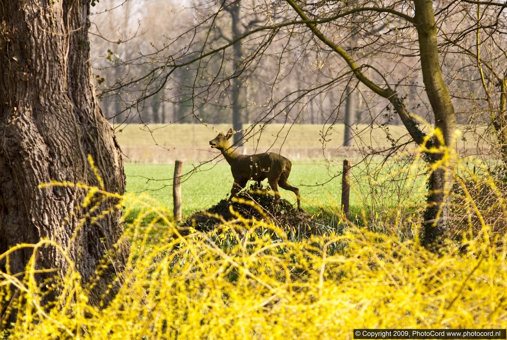 Beeld in Horn