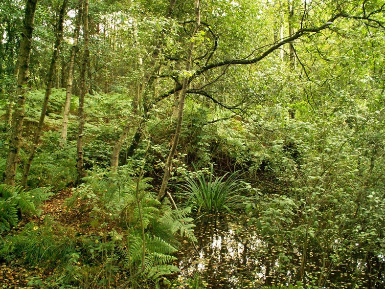 Bijna dichtgegroeid ven in het gebied De Franse Berg