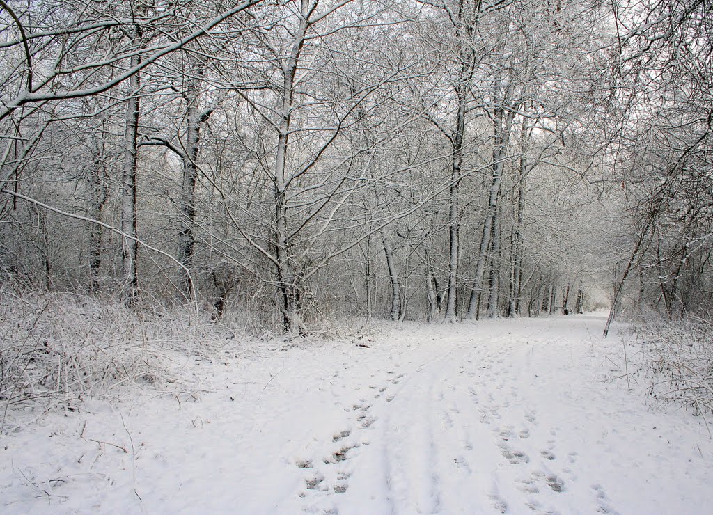Winter in Horn