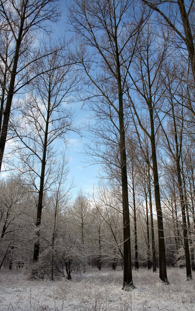 Winter in "t Brook"