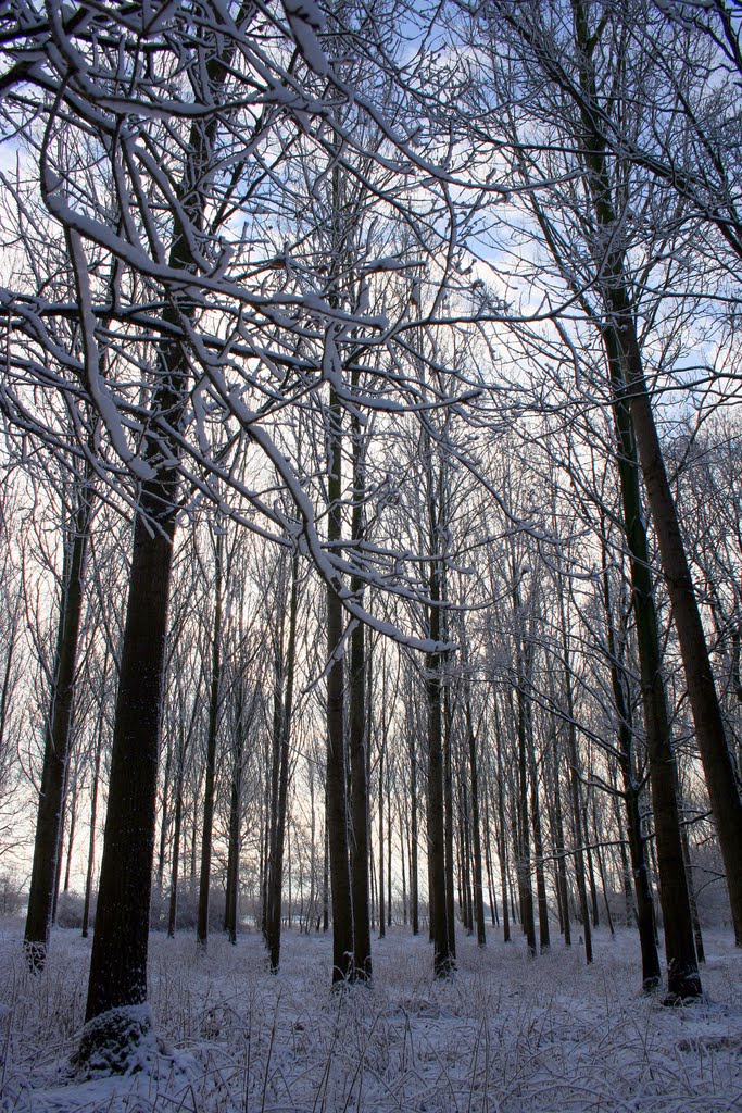 Winter in "t Brook"
