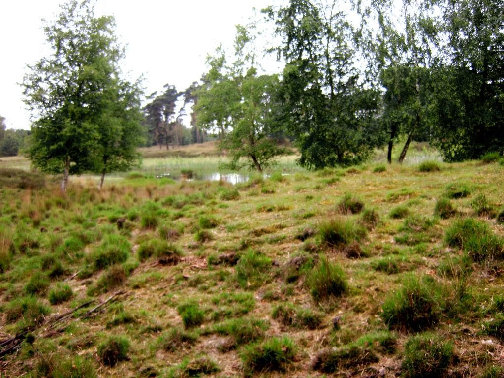 Typisch Heide