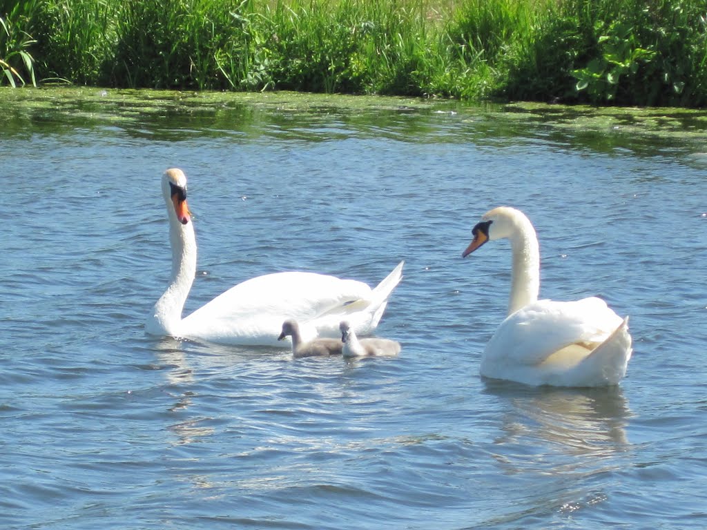 Witte Zwanen, Cygne tuberculé