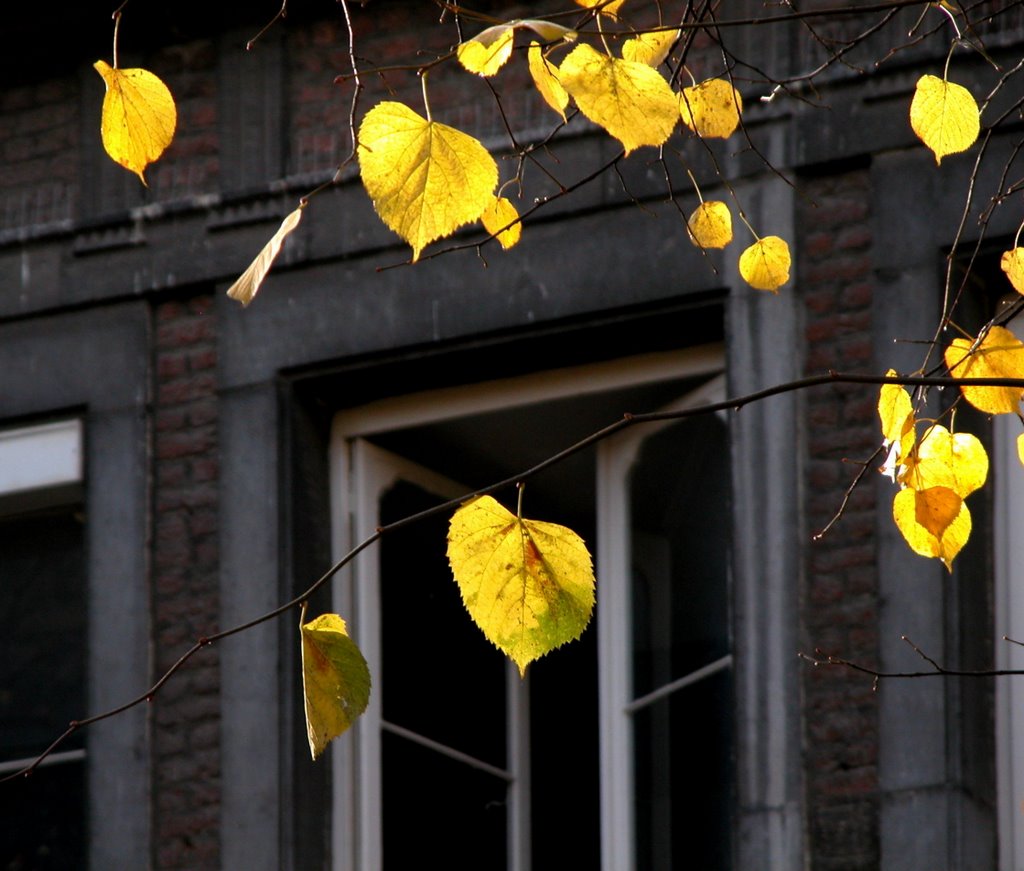 Autumn in the city (Maastricht)