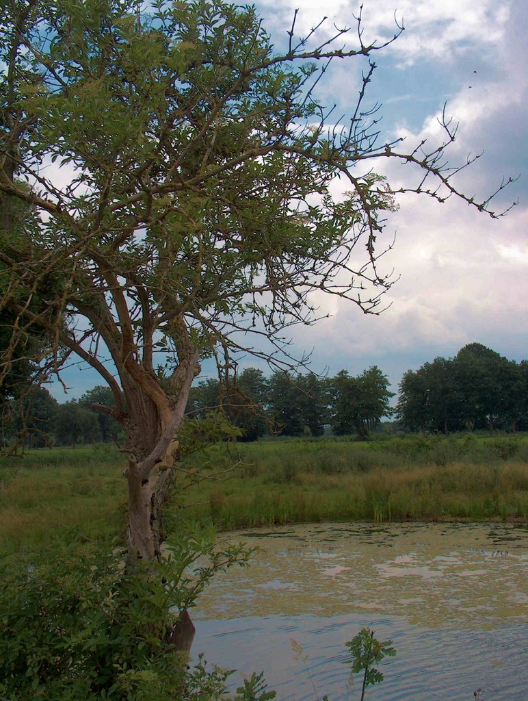 Hollands landschap