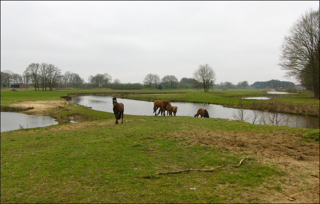 Horse World in meandering Regge.