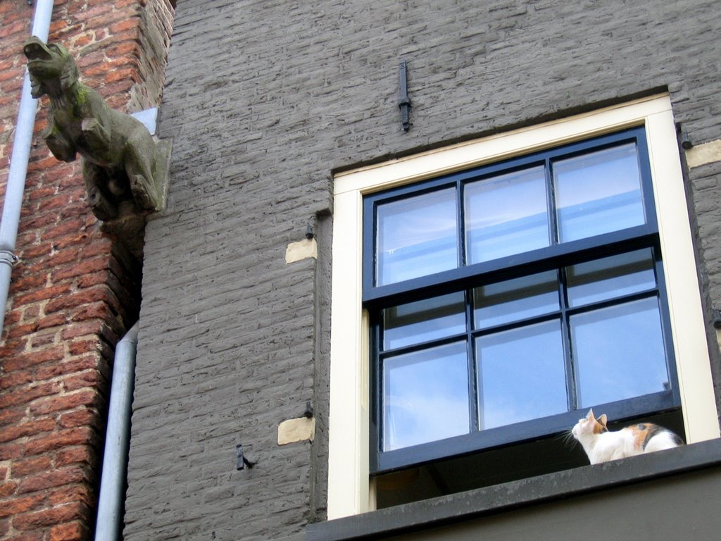 Cat and Dog