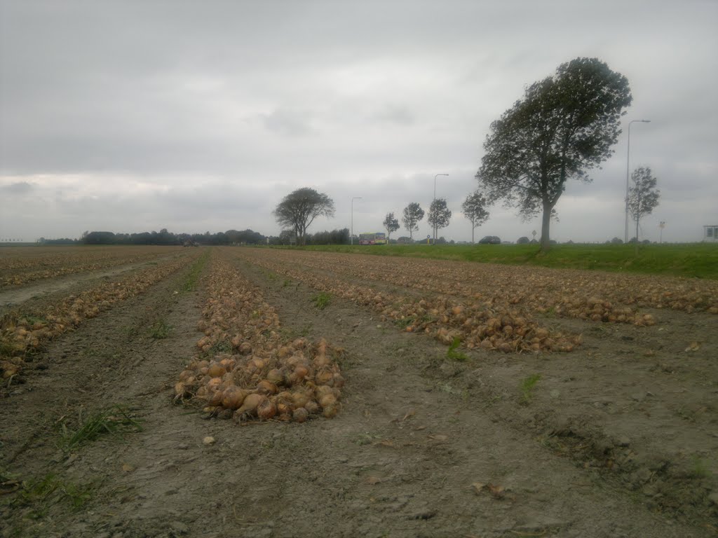 Westbeemster, Jisperweg