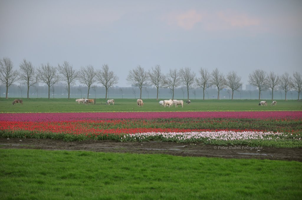 * Hollands tafereel