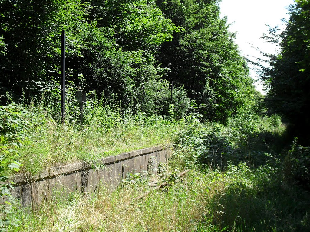 Struiken op perron (juli 2012)