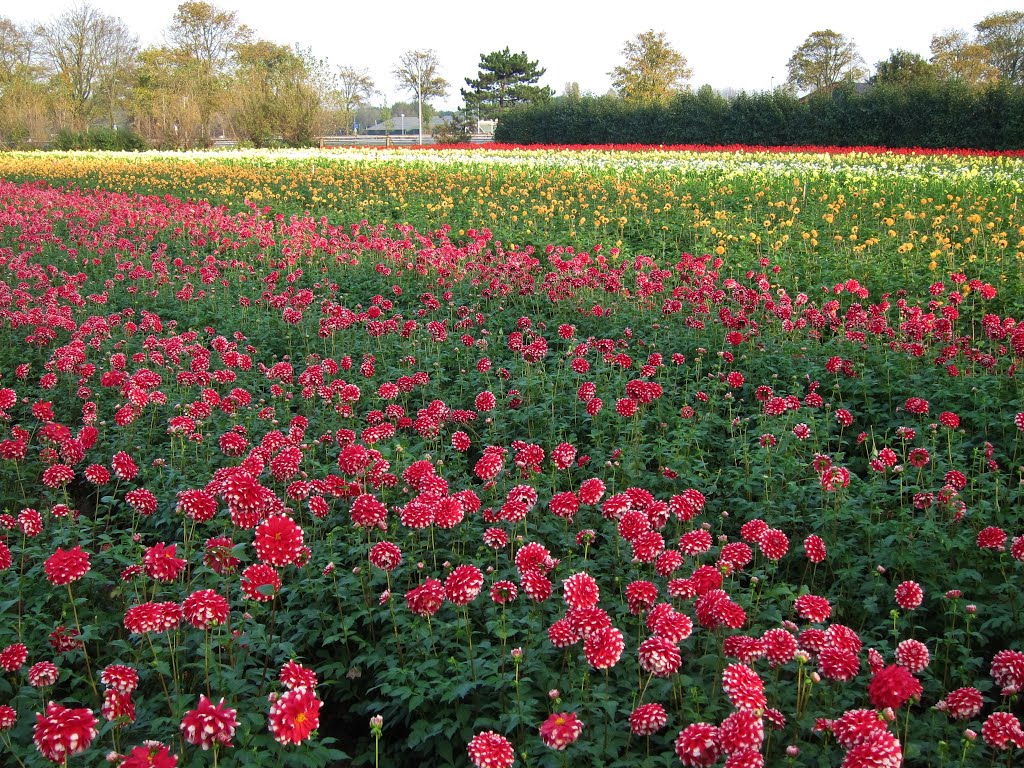 Santpoort, Dahlia veld